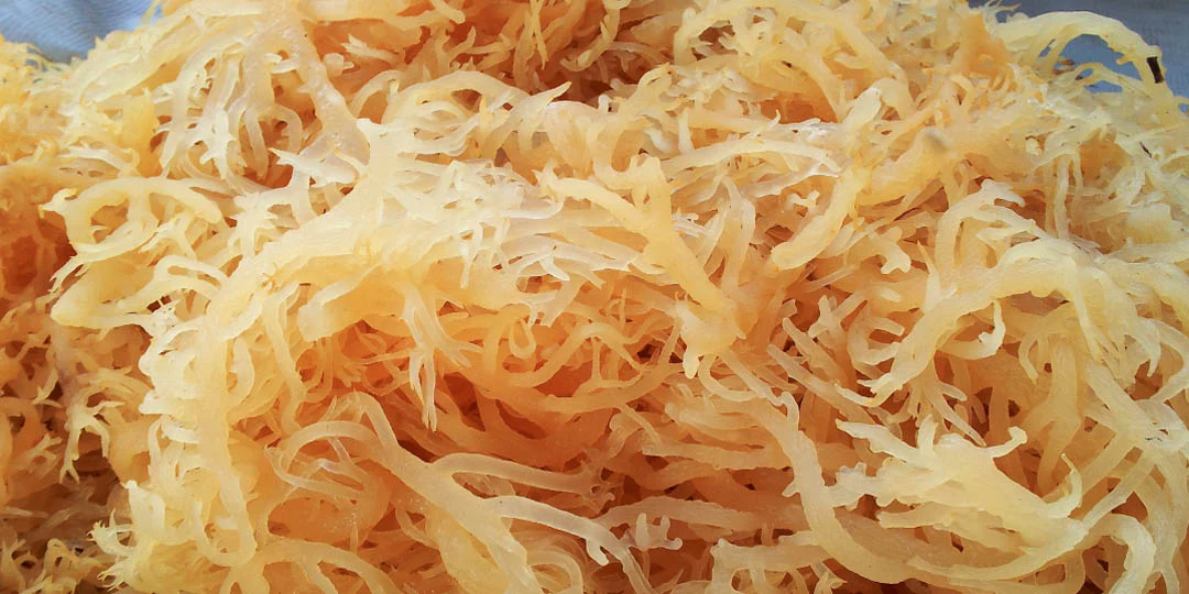 Unlocking the Potential of Sea Moss Gummies: Nature’s Gift for Wellness